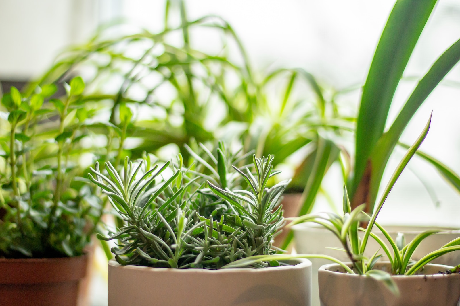 green plants